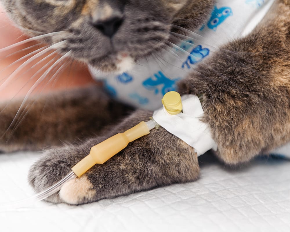 Critical Care Services | Veterinary Specialty Center of Tucson | Vet in Tucson | Serving the Tucson