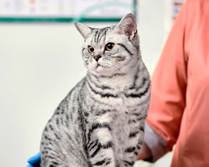 Veterinary Dermatology in Tucson, AZ Vet Dermatologist