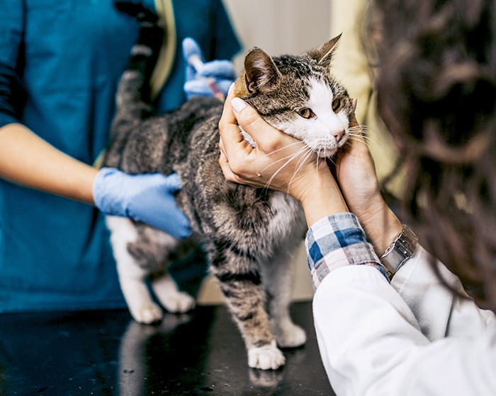 Hyperthyroid Treatment for Cats in Tucson, AZ