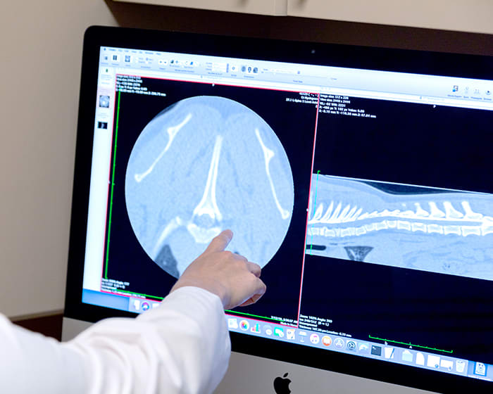 Digital Radiology | Veterinary Specialty Center of Tucson, Tucson Vet